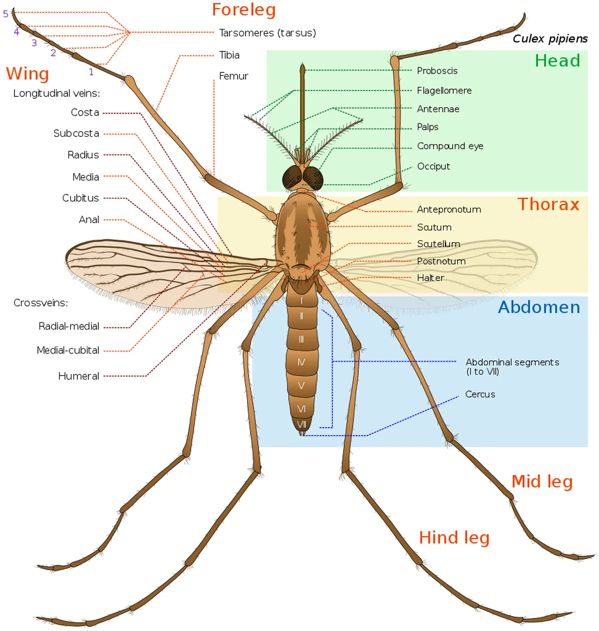 Mosquito Extinction