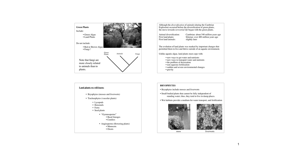 Crowneuks1